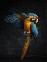a colorful macaw parrot flying in the air photo
