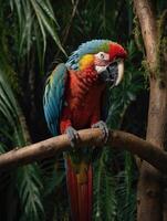 Macaw parrots are sitting on a branch photo
