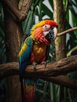 Macaw parrots are sitting on a branch photo