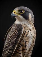 a close up of a peregrine falcon on a black background photo