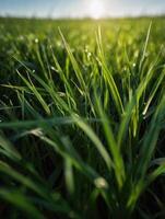 a close up of grass in the sun photo