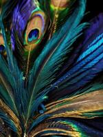 Close-up peacock feathers photo