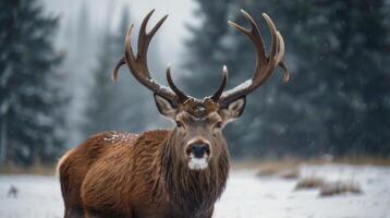 a red deer with large antlers standing in the snow photo