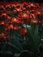 a field of red spider lily in the dark photo