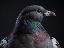 a close up of a pigeon photo