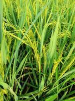Close up view of green rice fields. photo