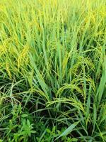 Close up view of green rice fields. photo