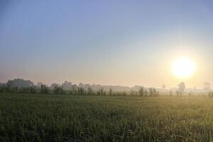 Rice field with sunrise and flare over the sun in morning light photo
