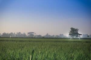 the atmosphere of a small hut in the middle of rice fields at morning sunrise. Beautiful blue sky photo