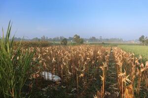 the atmosphere of a corn field that has been harvested with its stalks already turning yellow. nature view at sunrise with blue sky photo