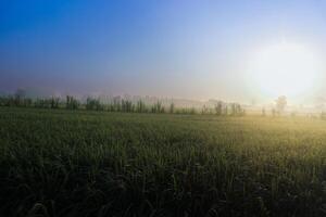 Rice field with sunrise and flare over the sun in morning light photo