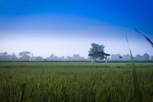 the atmosphere of a small hut in the middle of rice fields at morning sunrise. Beautiful blue sky photo
