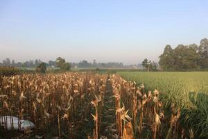 the atmosphere of a corn field that has been harvested with its stalks already turning yellow. nature view at sunrise with blue sky photo