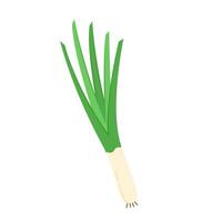 Spring onions . Spring onions on white background. vector