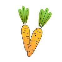 Carrot . Carrot on white background. vector