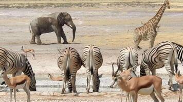 Sleeping and dreaming elephant at a waterhole in Etosha Namibia with zebras, springbok and a giraffe in the foreground video