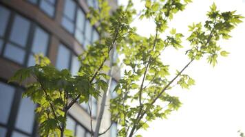 Green tree sways in the wind against the background of a multi storey building video