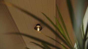 light fixture on the ceiling among the foliage, ceiling lamp in a narrow hallway video
