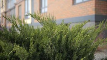 green spaces against the background of a multi-storey building, landscaping video