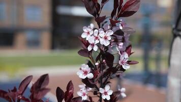 Blooming plum twig against the backdrop of a courtyard video