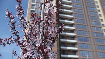 Blooming cysten plum against the backdrop of courtyard of a highrise building video