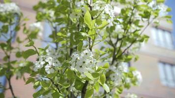 blooming white cherry against the background of windows of a high-rise building video
