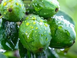 Ripe tropical feijoa fruit in water droplets with green leaves. Neural network photo