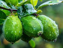 Ripe tropical feijoa fruit in water droplets with green leaves. Neural network photo