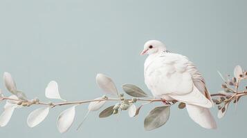 A white dove peacefully perched on a delicate twig with pale leaves against a soft blue background. photo