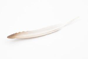 Beautiful feather on white background, natural bird feathers isolated on a white background, Single feather isolated on a light background. photo