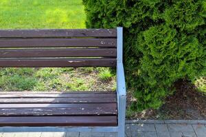 Empty bench near green meadow and thuja. photo
