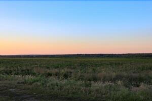 Wild field at summer in golden hour. photo