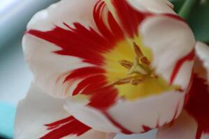 Red and wHite extraordinary tulip, macro photography. Tenderness tulip close up. photo