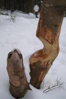 Trees gnawed by beavers in winter photo