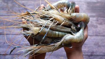 top view of prawn on hand video