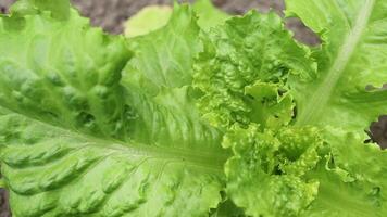 Lettuce greens grow in the field video