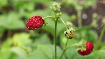 Forest strawberry. A red berry grows video