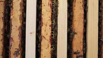 Frame with bees in an apiary video