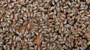 Many bees in the apiary video