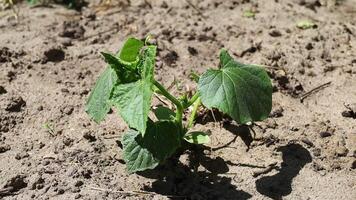 Cucumber plant grows in the field video