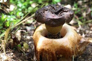 Black Corpse Flower, Close-up View Thrives in the Forest photo