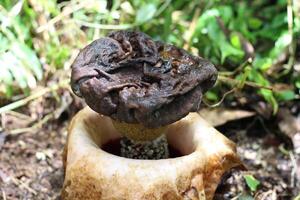 Black Corpse Flowers Rotting in the Forest photo