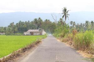 View of the road in the middle of rice fields photo