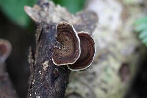 Ear-Shaped Mushrooms Growing on Dead Tree Trunks photo