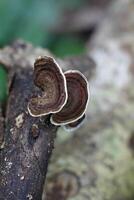 Ear Shaped Mushroom Growing Vertical Close Up View photo