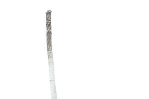 Dry Palm Tree, Dead Coconut Tree Trunk Isolated on White Background photo