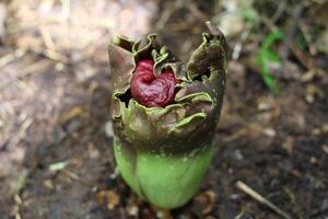 View from above of the Corpse Flower that has not yet bloomed photo