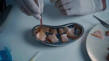 Genetically modified meat. GMO food concept. Genetic injection. Food scientist injecting raw meat. Lab assistant testing GMO chicken. Food quality control. Growing cultured meat. video