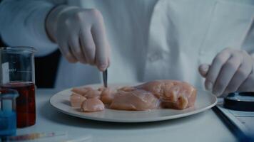 Biologist looking meat sample through magnifying glass, food certification. Lab assistant studying meat sample with magnifying glass, helminth analysis. Researcher testing GMO chicken in chemical lab video