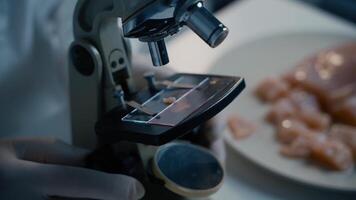 Microbiologist analyzing meat sample structure and qualities during food testing, close-up view. Man in food control laboratory examining minced meat samples for toxins and parasites video